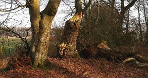 "Brook" bei Kleinsander, Landkreis Leer