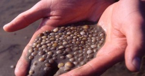 Muschelbrut im Watt bei Westerhever